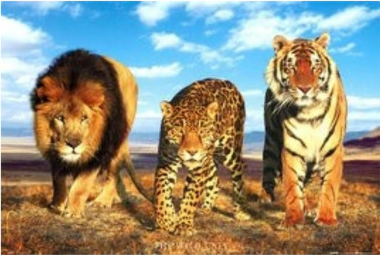 Wildlife Safari Art Print, Big Cats Wall Decor Poster, Lion Leopard Tiger Photo, Nature Photography